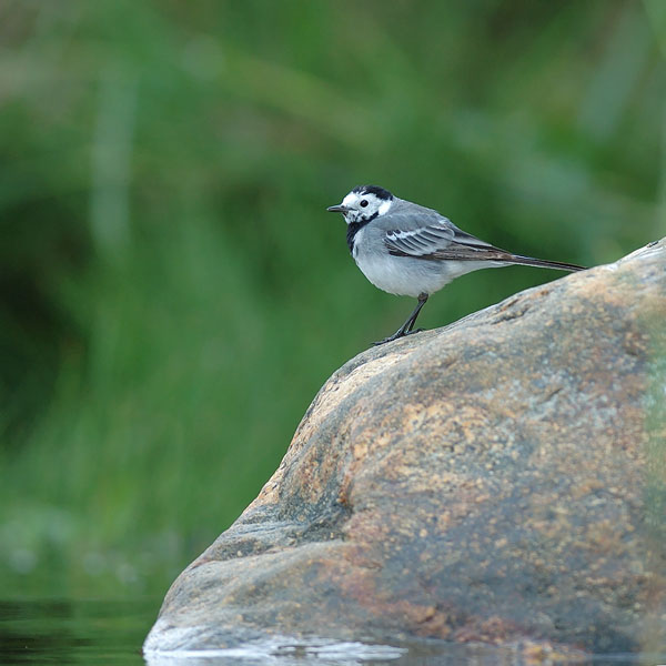 Västäräkki, White Wagtail, Motacilla alba
